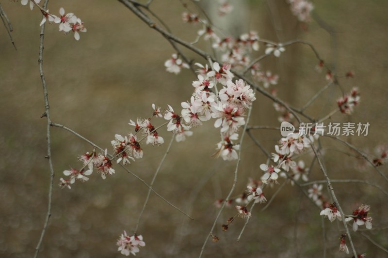 枝头绽放的粉嫩花朵