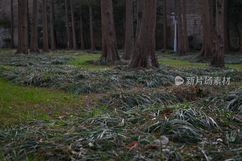 树林草地自然景观