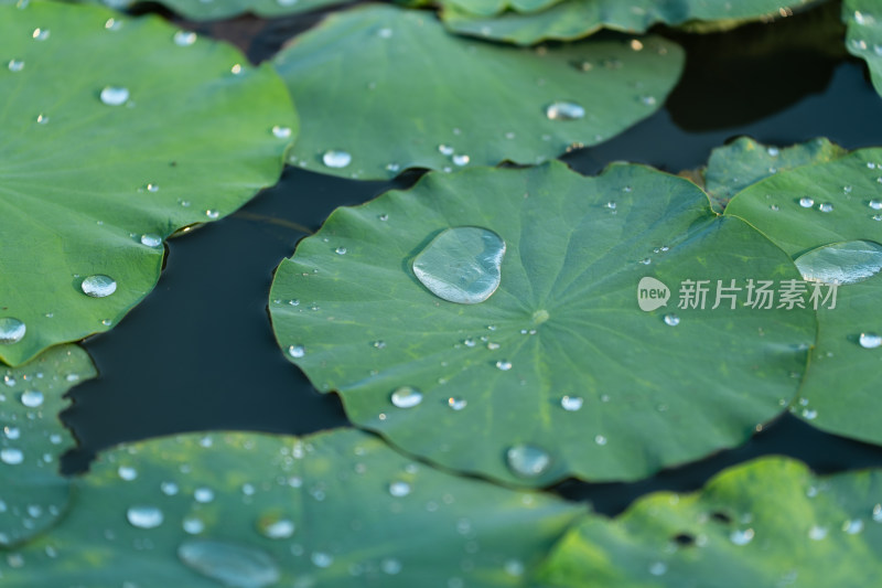 荷叶上的雨滴