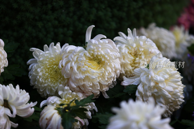 杭州植物园菊花展盛开的白色菊花特写