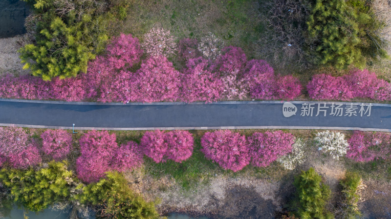 春天开满鲜花的道路公路前进的道路车辆行驶