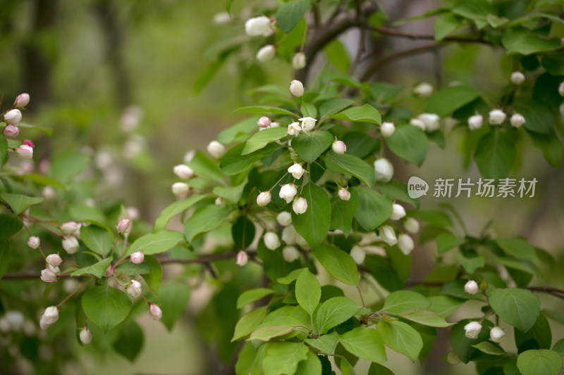 绿化花树上的花朵含苞待放