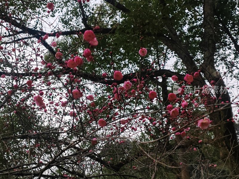 树枝上盛开的粉色梅花自然景象