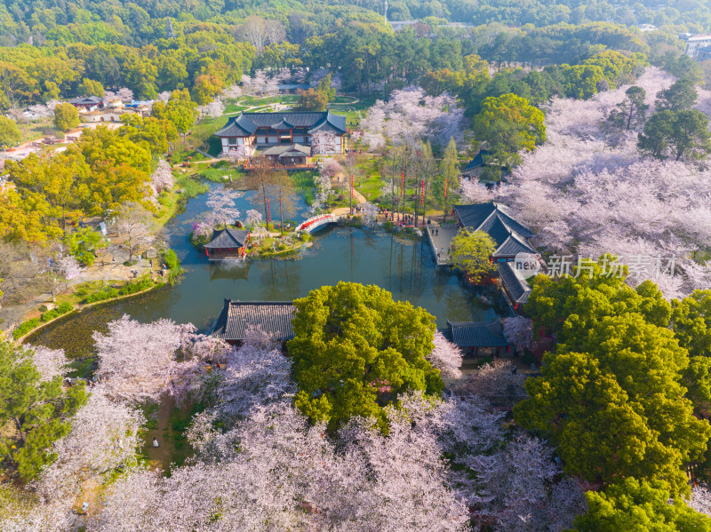 武汉东湖磨山樱花园樱花盛开