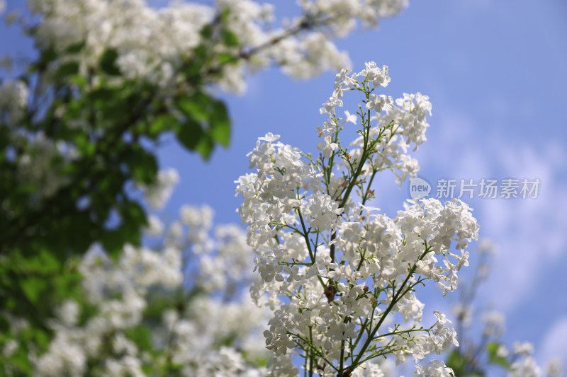 北京天坛公园丁香花