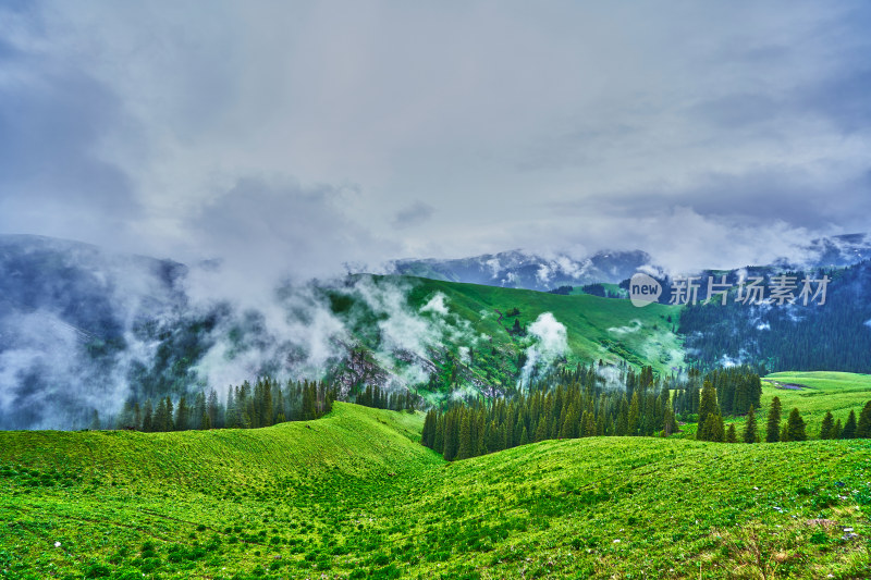 巩乃斯的草原美景