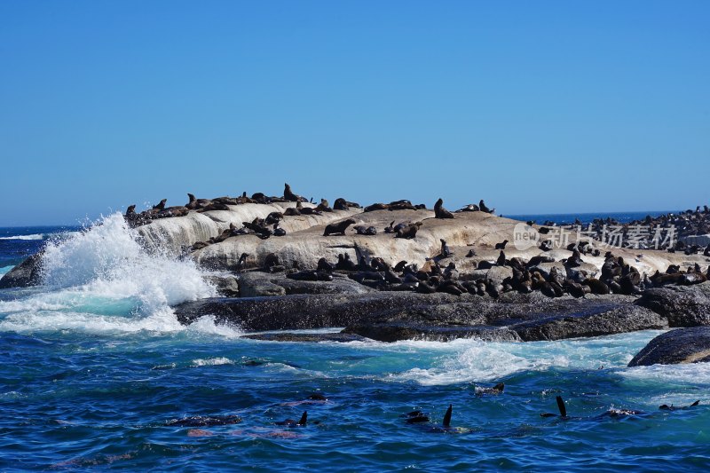 南非开普敦，海豹岛/德克岛，Duiker Island