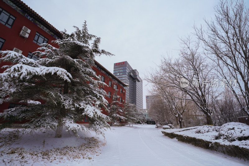 雪后红墙建筑与雪松景观