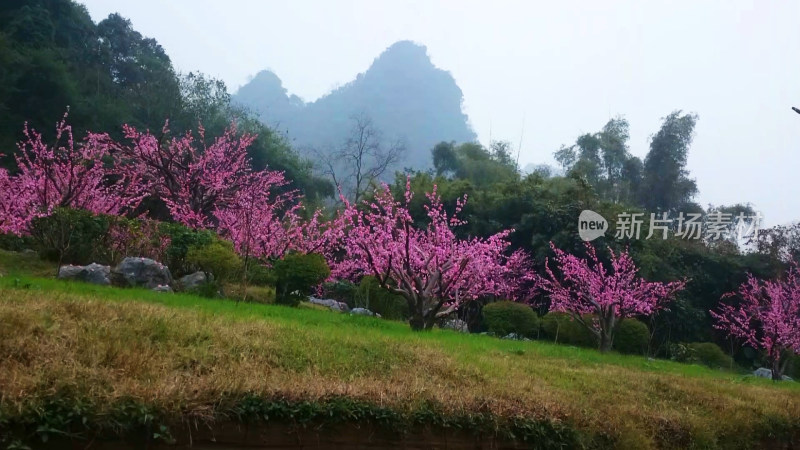 桃花林风景