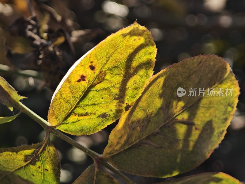 枯黄的叶片特写