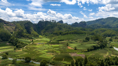 茶园茶叶种植基地