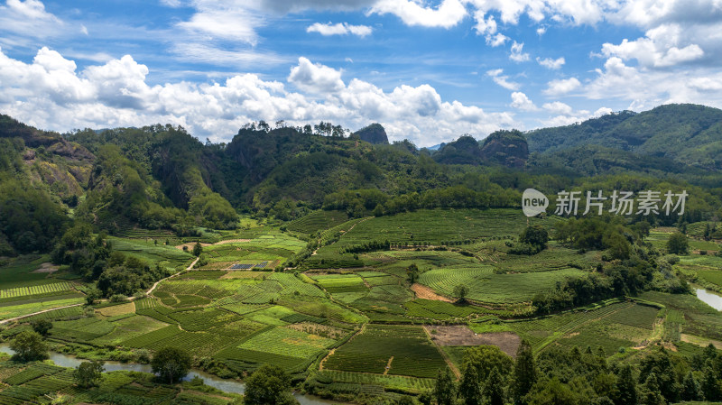 茶园茶叶种植基地