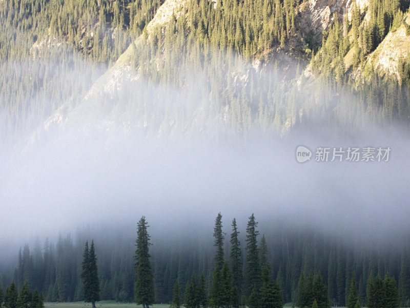 早晨晨雾弥漫中的森林自然风景