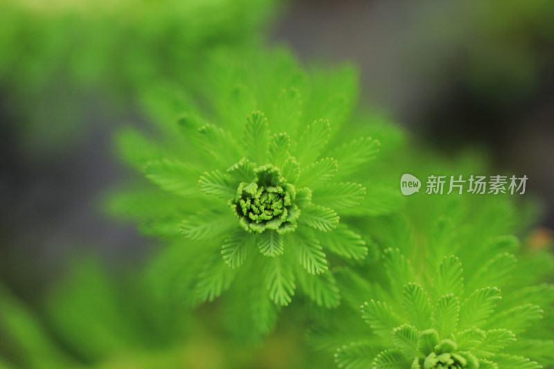 狐尾藻水草嫩叶特写