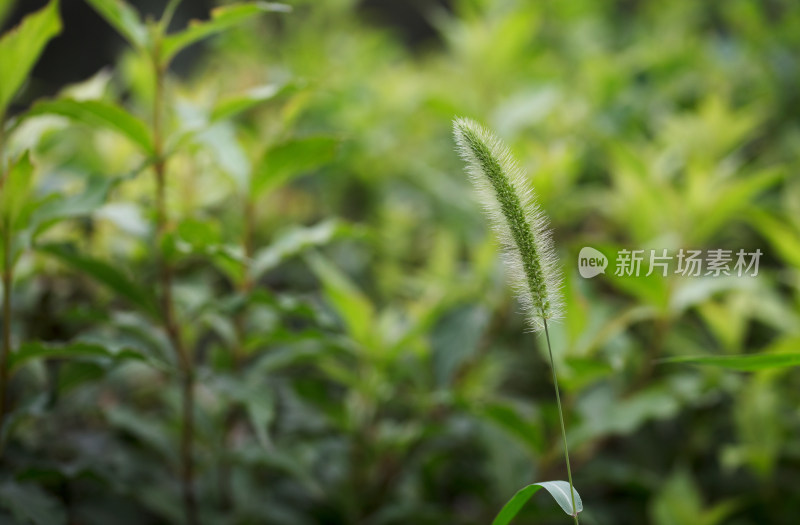 狗尾巴草