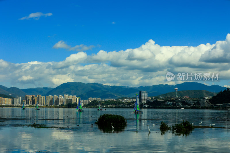 云南大理洱海湿地公园白鹭与现代城市建筑