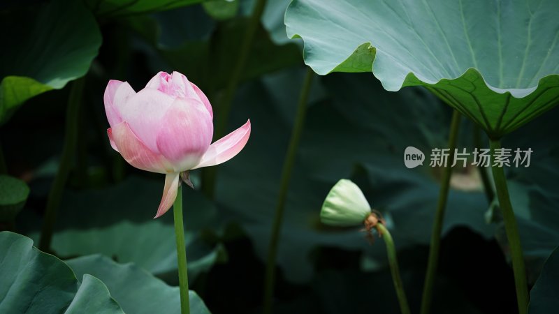 清水出芙蓉