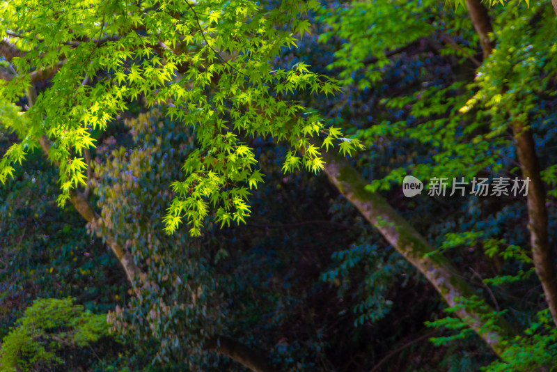 日本奈良公园风光