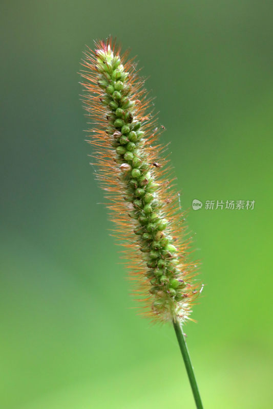 特写花草