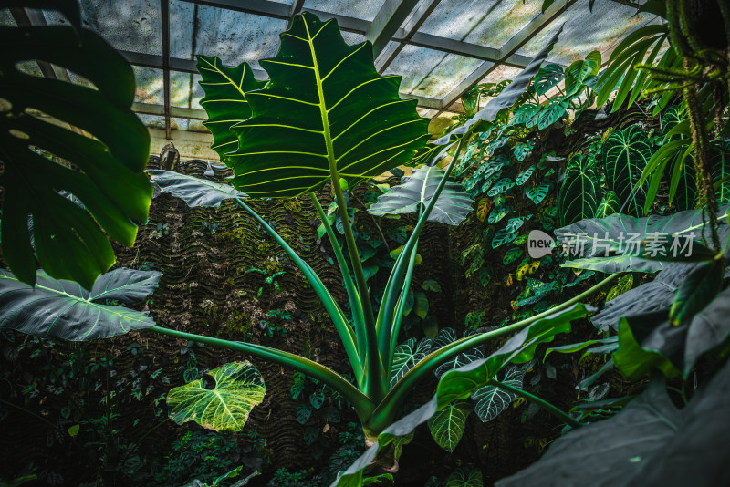 中科院昆明植物研究所 扶荔宫 天南星科植物