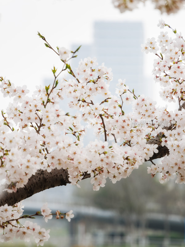 杭州拱墅运河体育公园春天城市樱花盛开