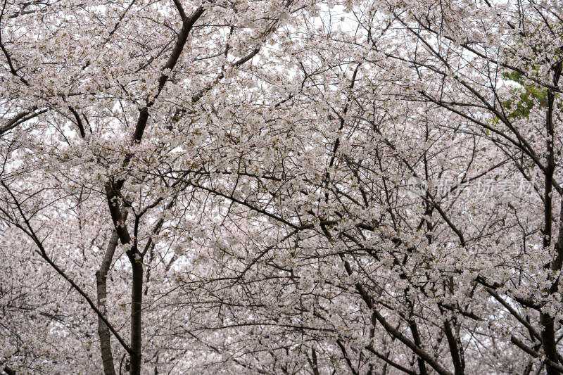 武汉东湖樱花园的樱花盛开