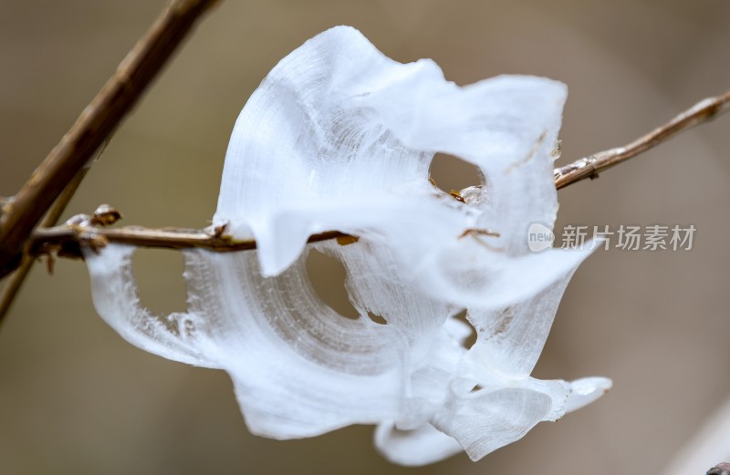 重庆酉阳：冻雨.冰花.鸟