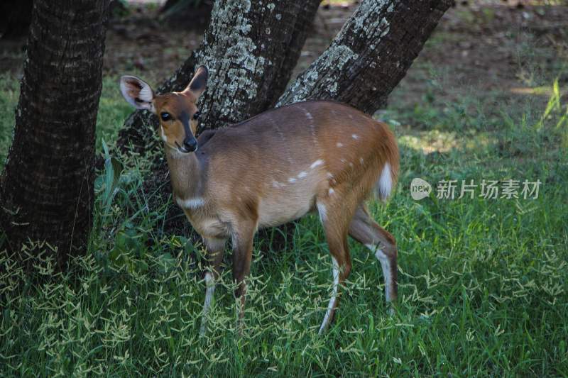 野生动物鹿