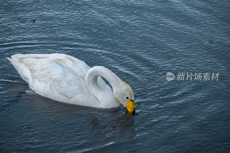 新疆博尔塔拉赛里木湖景区