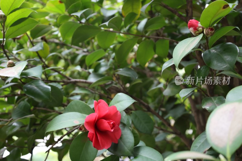 绿叶丛中的红色山茶花