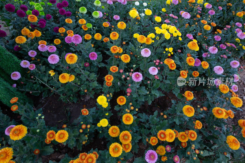 大连英歌石植物园秋天的菊花展