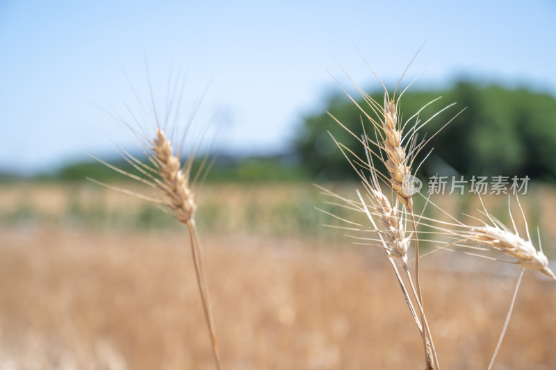 麦穗在蓝色天空下生长特写镜头粮食安全