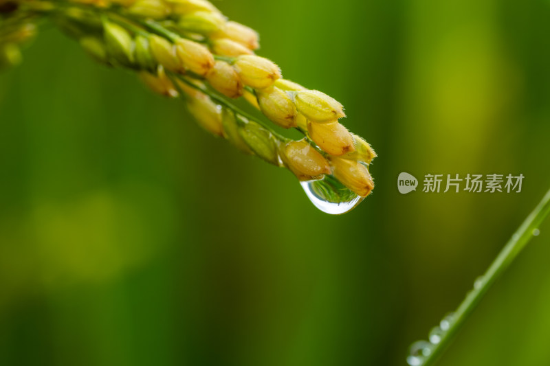 雨后的绿色良种有机水稻特写