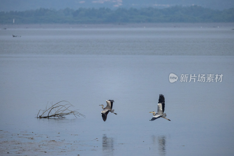 苍鹭在海面飞翔