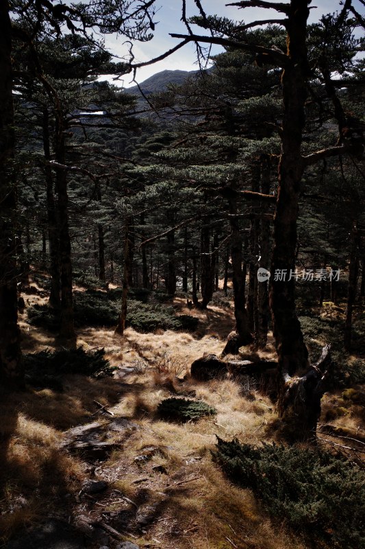 大理苍山洗马潭景区