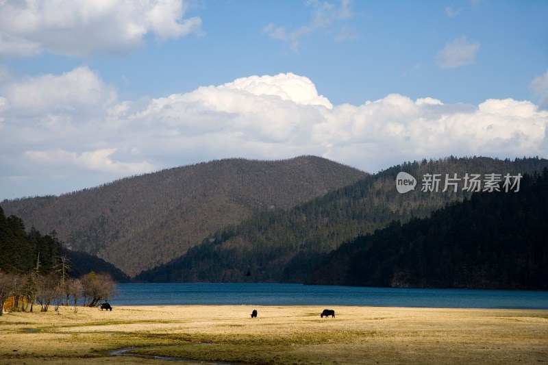 云南,普达措,香格里拉