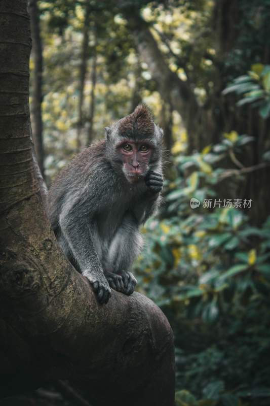 野生动物猴子