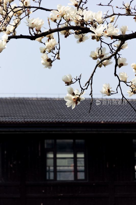 绽放的玉兰花枝特写