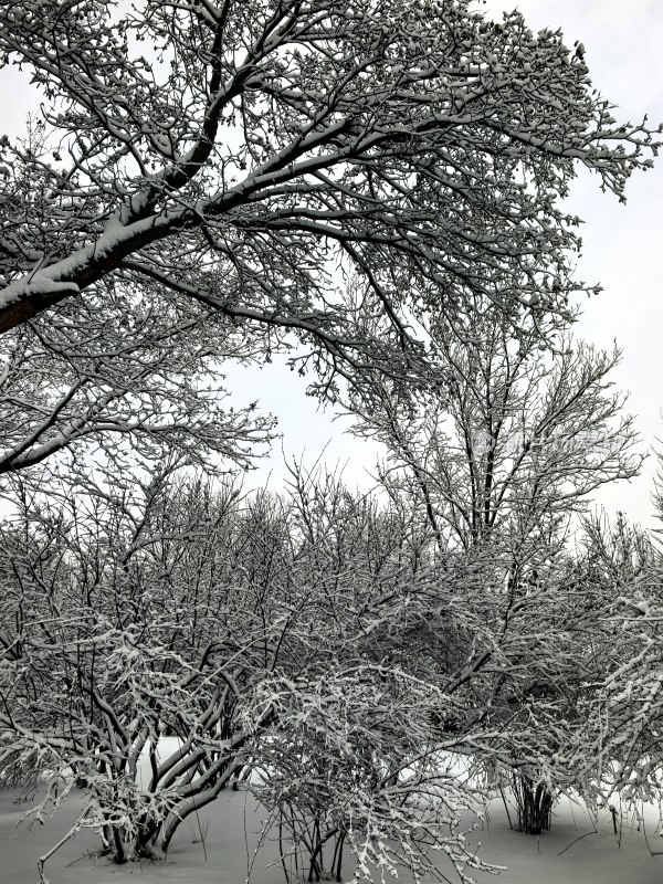 雪后树木银装素裹的冬日景象