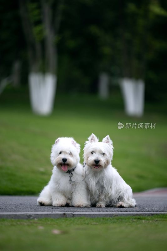 两只西高地白梗犬户外合影