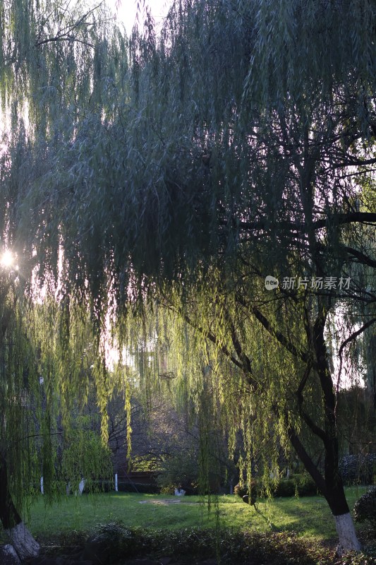 阳光穿透垂柳树荫的自然风景