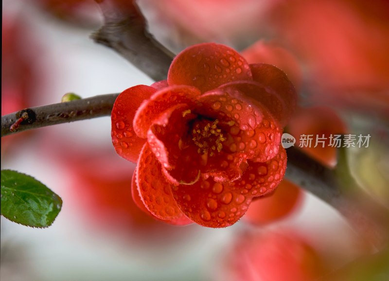 重庆酉阳：海棠花开红似火