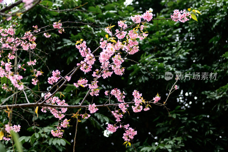 盛开的粉色樱花枝条