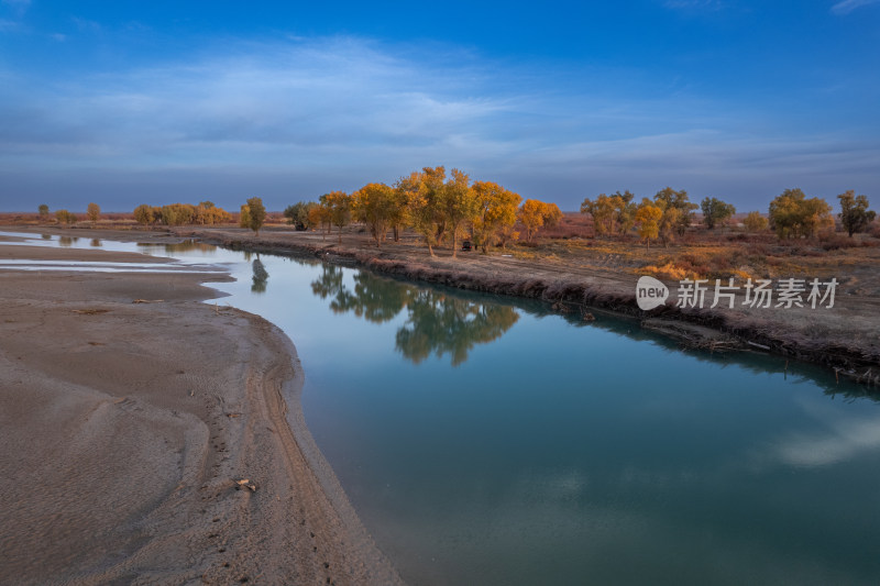秋天新疆沙雅县塔里木河沿岸的金色胡杨林