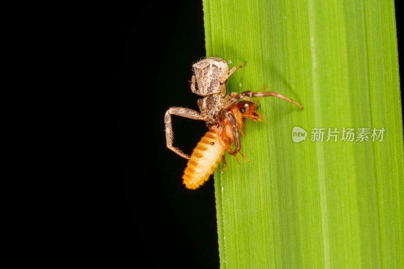 蟹蛛捕食白蚁