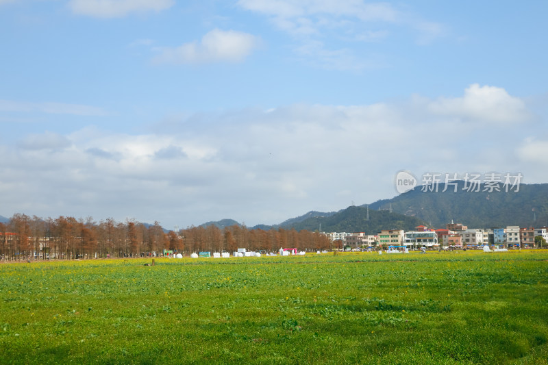 珠海斗门新村油菜花田