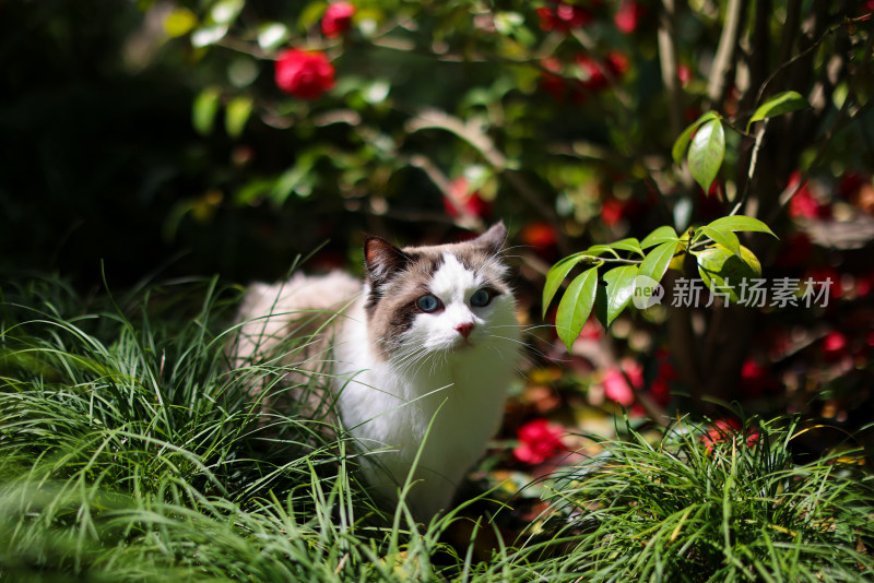 红色山茶花和布偶猫