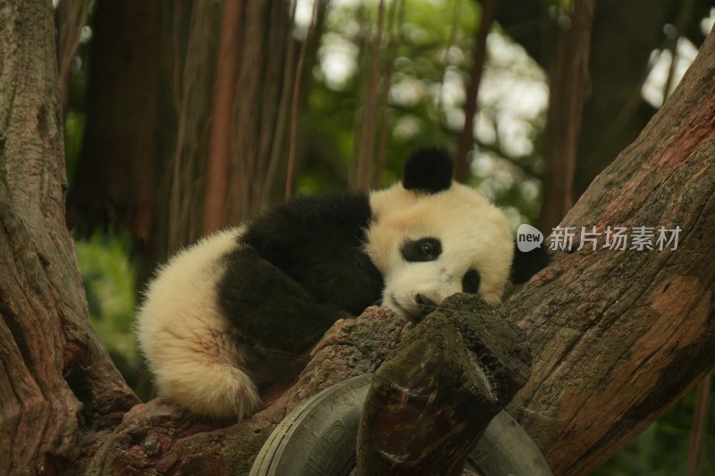 大熊猫幼崽慵懒地趴在树干上休息