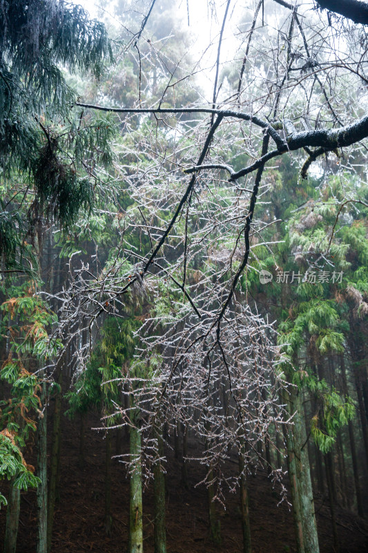 覆冰的绿色松树枝条敕木山雪淞