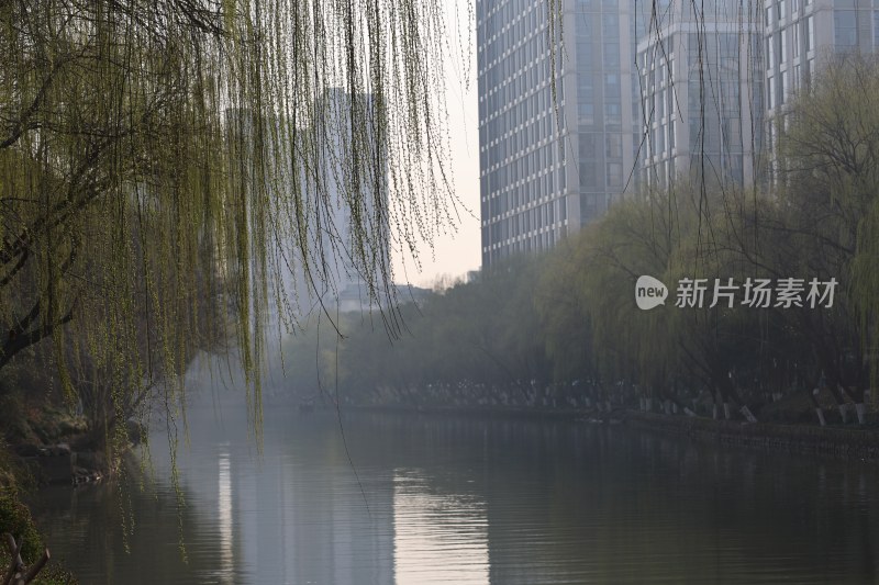 河畔垂柳与城市建筑景观